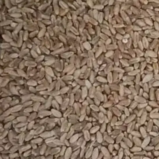 گندم تمیز|خوردنی و آشامیدنی|زبرخان, |دیوار