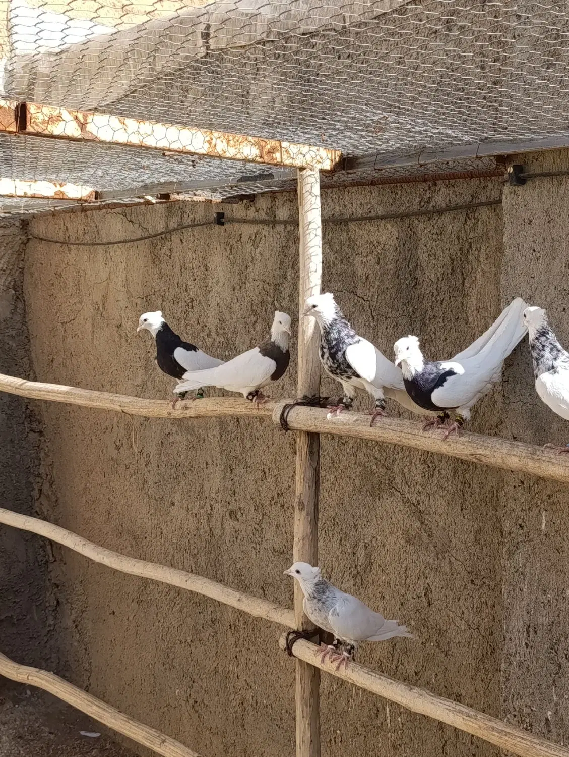 طوقی|پرنده|شراء, |دیوار