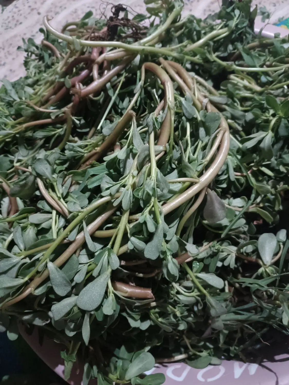 خرفه|خوردنی و آشامیدنی|میانه, |دیوار