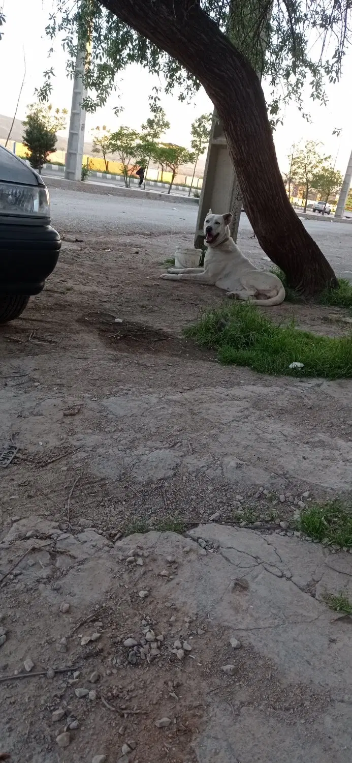 سگ دورگه|سگ|کرمانشاه, |دیوار