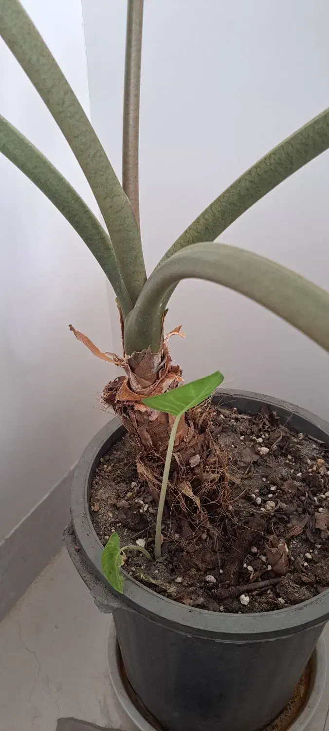 گل بابا آدم|گل و گیاه طبیعی|نیشابور, بنیاد شهید|دیوار