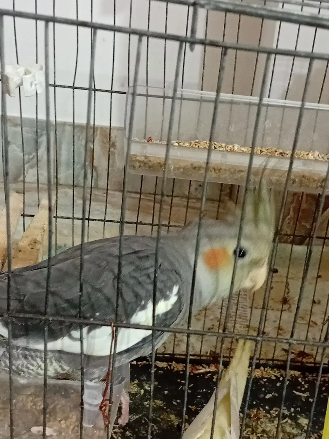 طوطی هلندی|پرنده|رشت, لاکان|دیوار