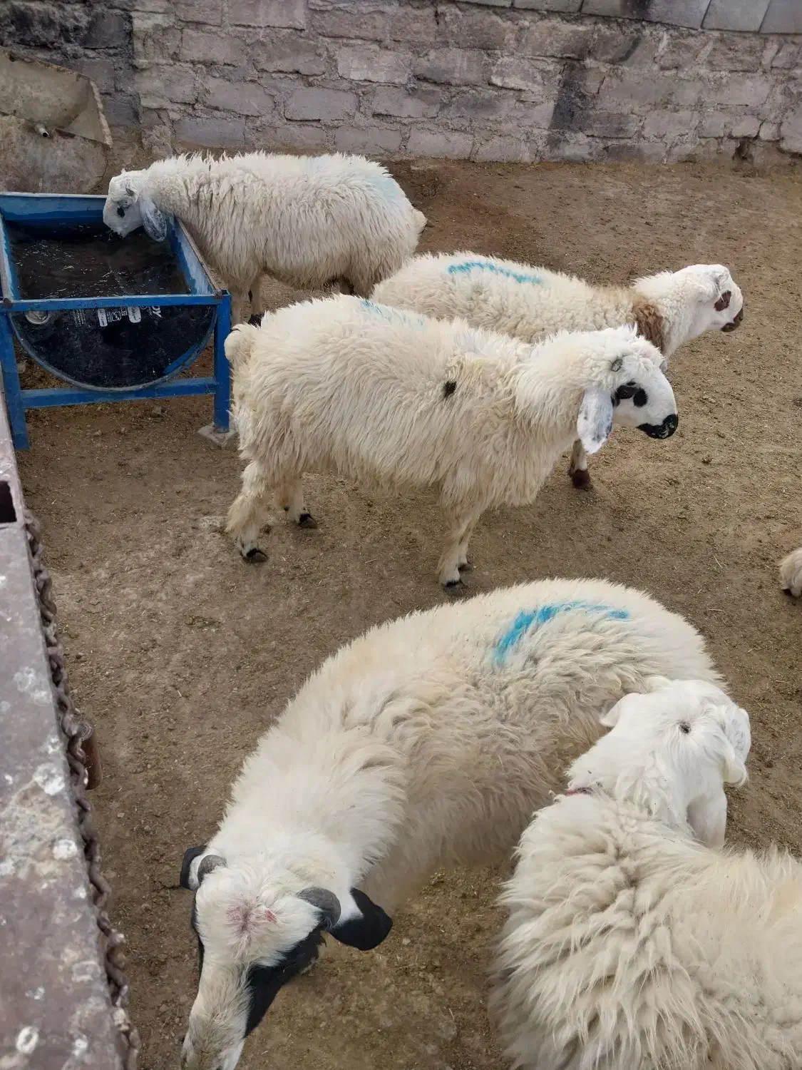 بره نر|حیوانات مزرعه|کیار, |دیوار