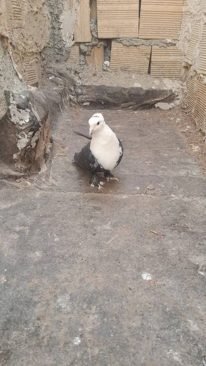 کفتر|پرنده|چناران, |دیوار