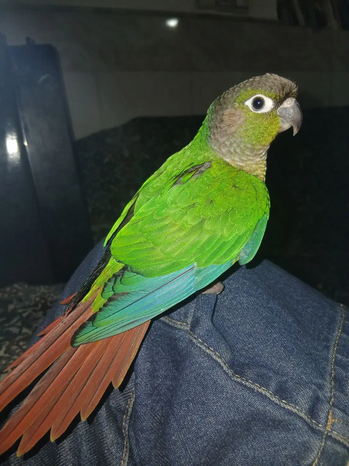 گرینچیک|پرنده|قم, نیروگاه|دیوار