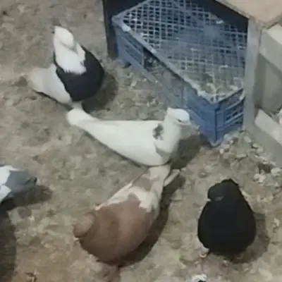 کبوتر|پرنده|شادگان, |دیوار