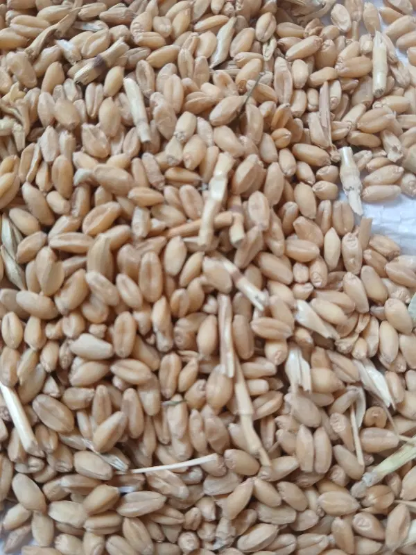 گندم|خوردنی و آشامیدنی|گنبد کاووس, |دیوار