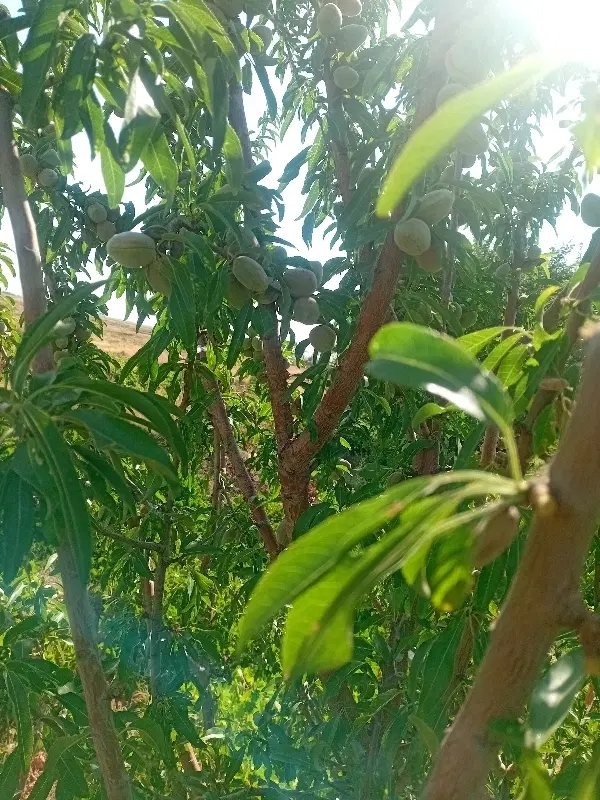 بادام|خوردنی و آشامیدنی|کوهین, |دیوار