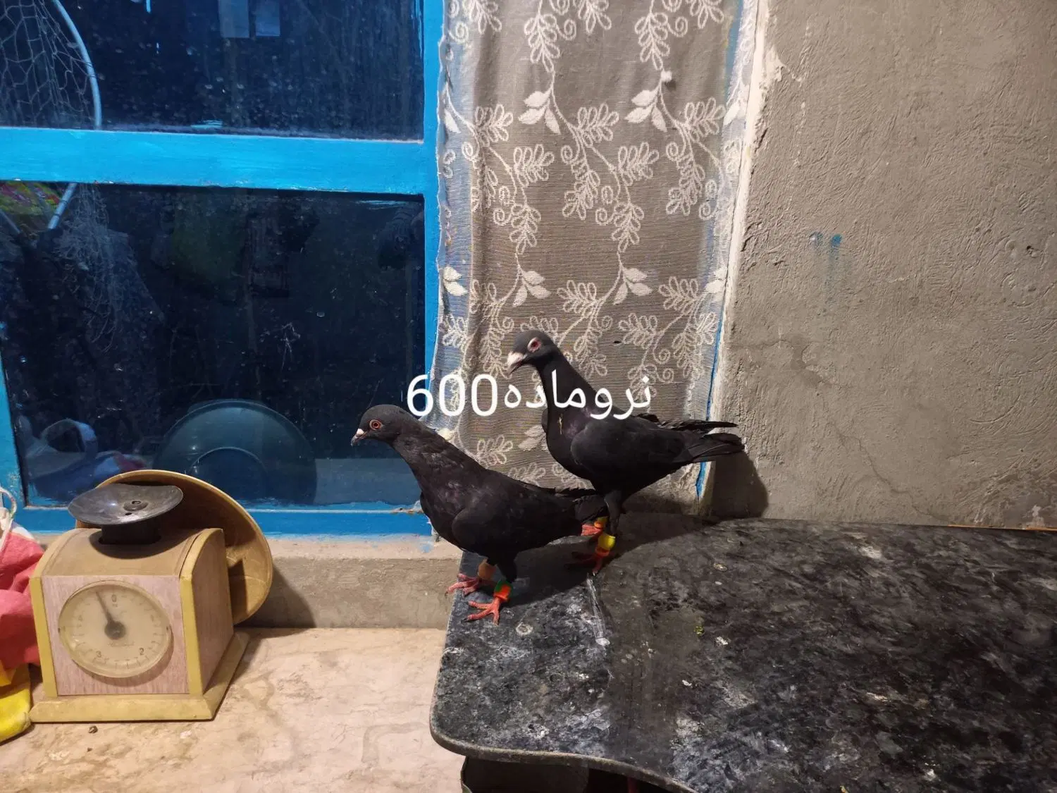 کفتر|پرنده|مشهد, نیزه|دیوار