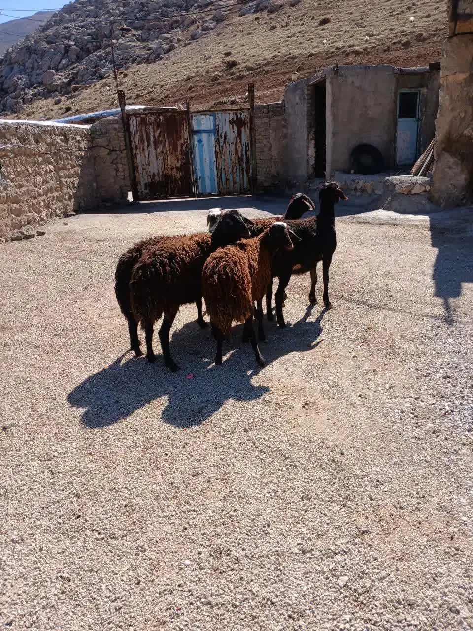 بره ماده|حیوانات مزرعه|بیرانوند, |دیوار