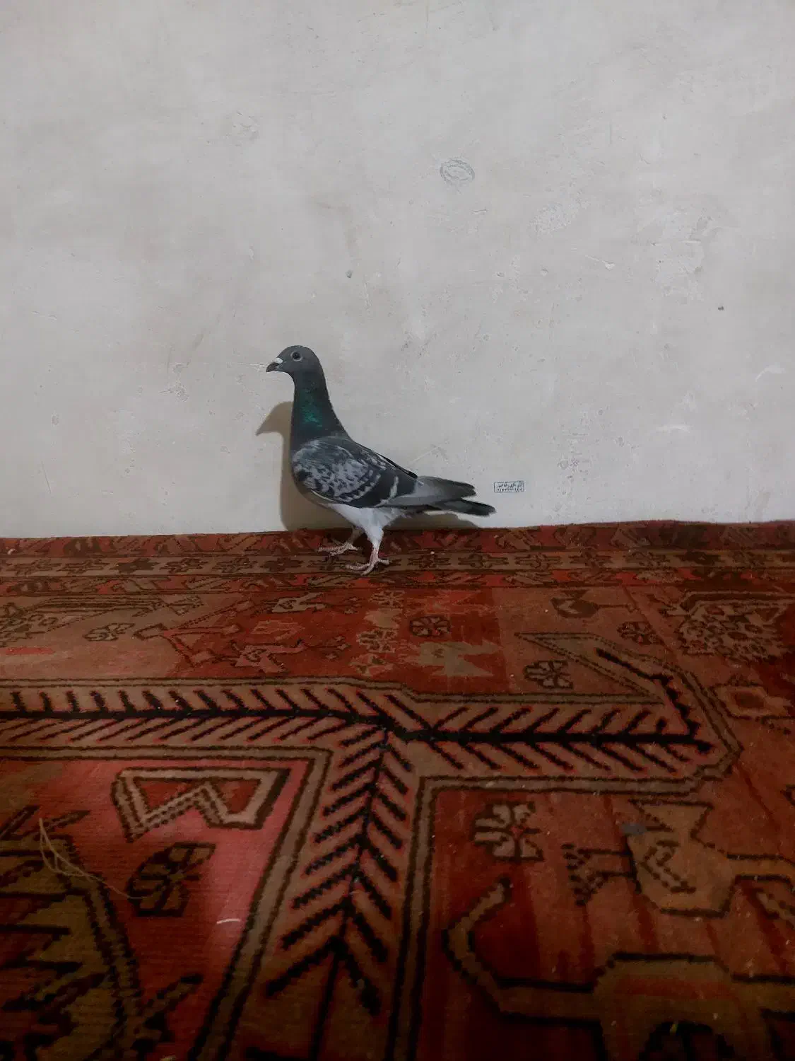 کفتر|پرنده|بستان آباد, |دیوار