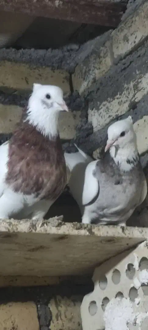 کبوتر|پرنده|باوی, |دیوار