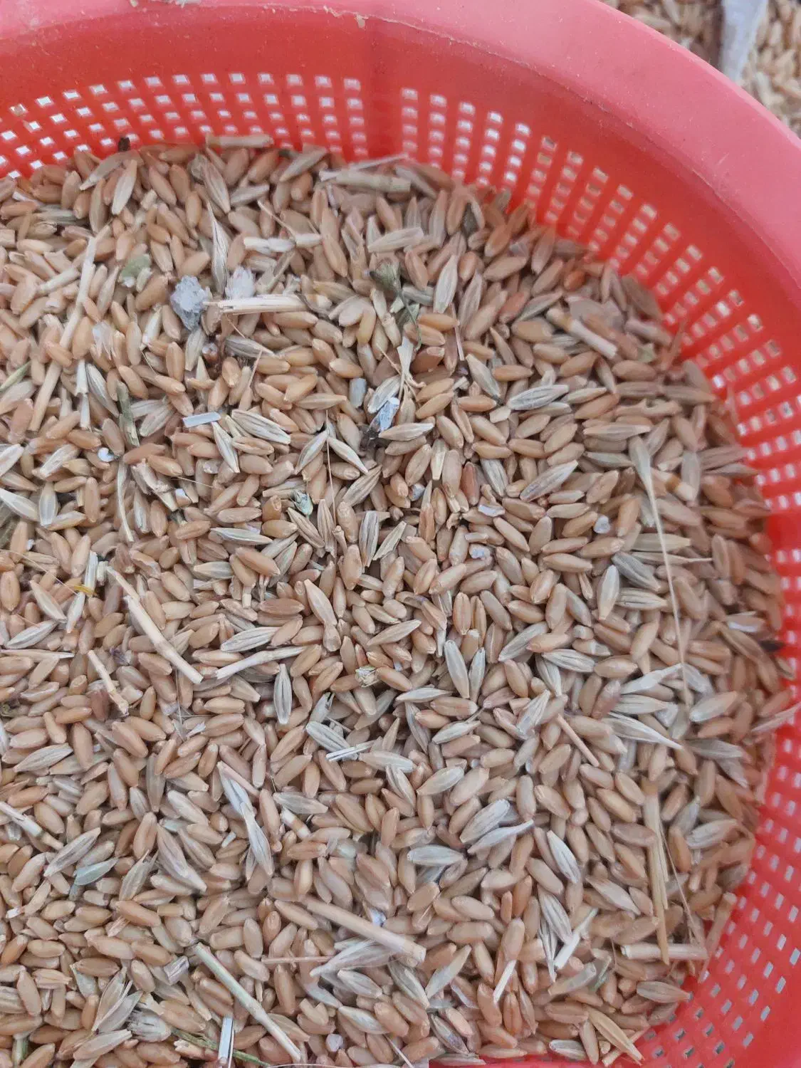 گندم|خوردنی و آشامیدنی|اشترینان, |دیوار