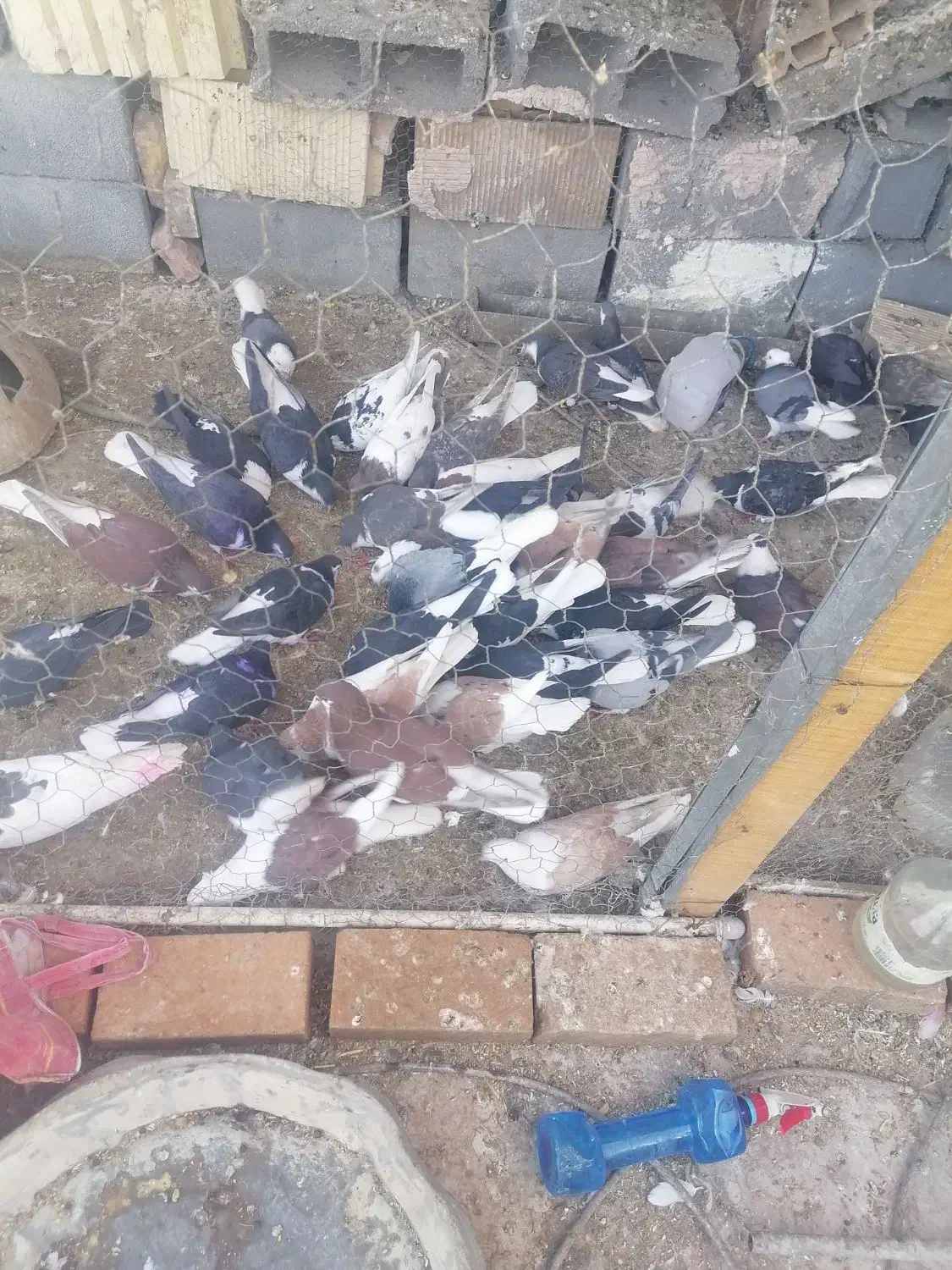 فروش|پرنده|زارچ, |دیوار