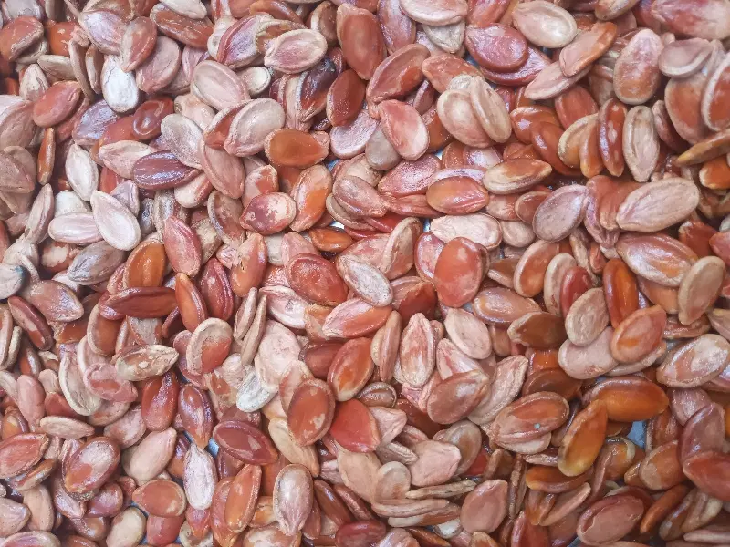 تخمه|گل و گیاه طبیعی|سبزوار, کاشفی شمالی (دادگستری)|دیوار