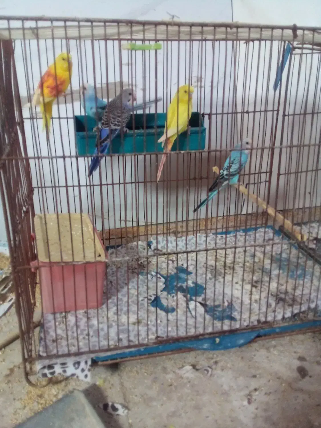 مرغ عشق|پرنده|زارچ, |دیوار