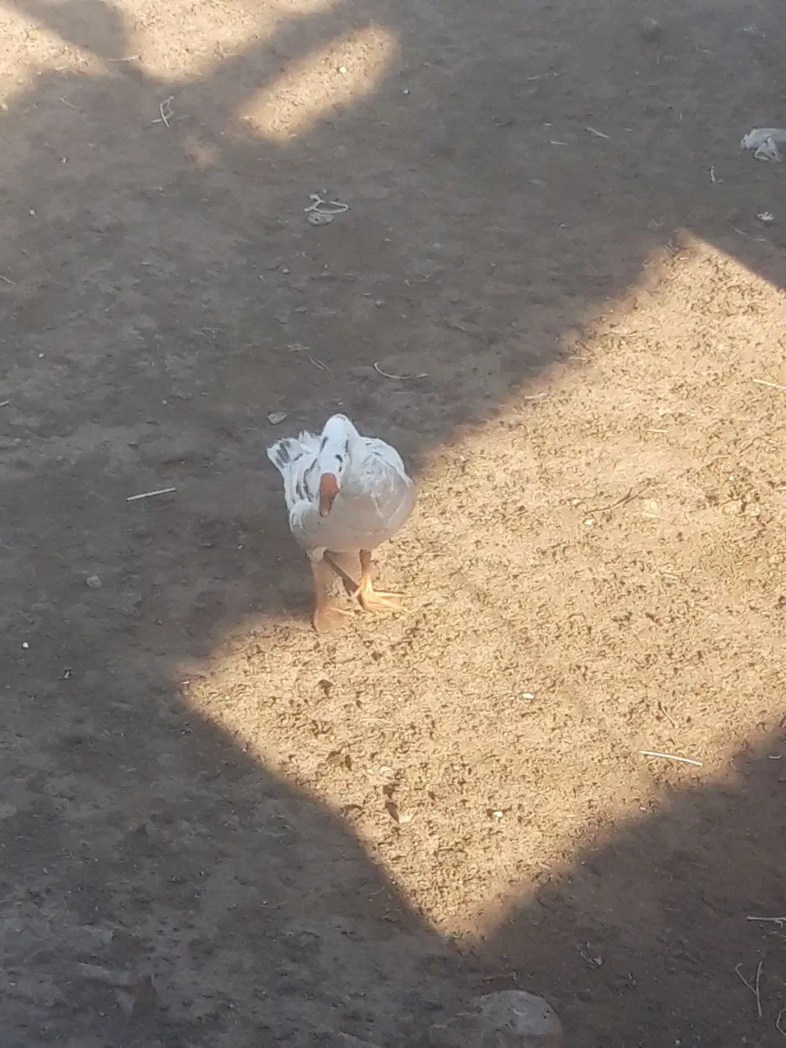 غاز|حیوانات مزرعه|ارشق, |دیوار