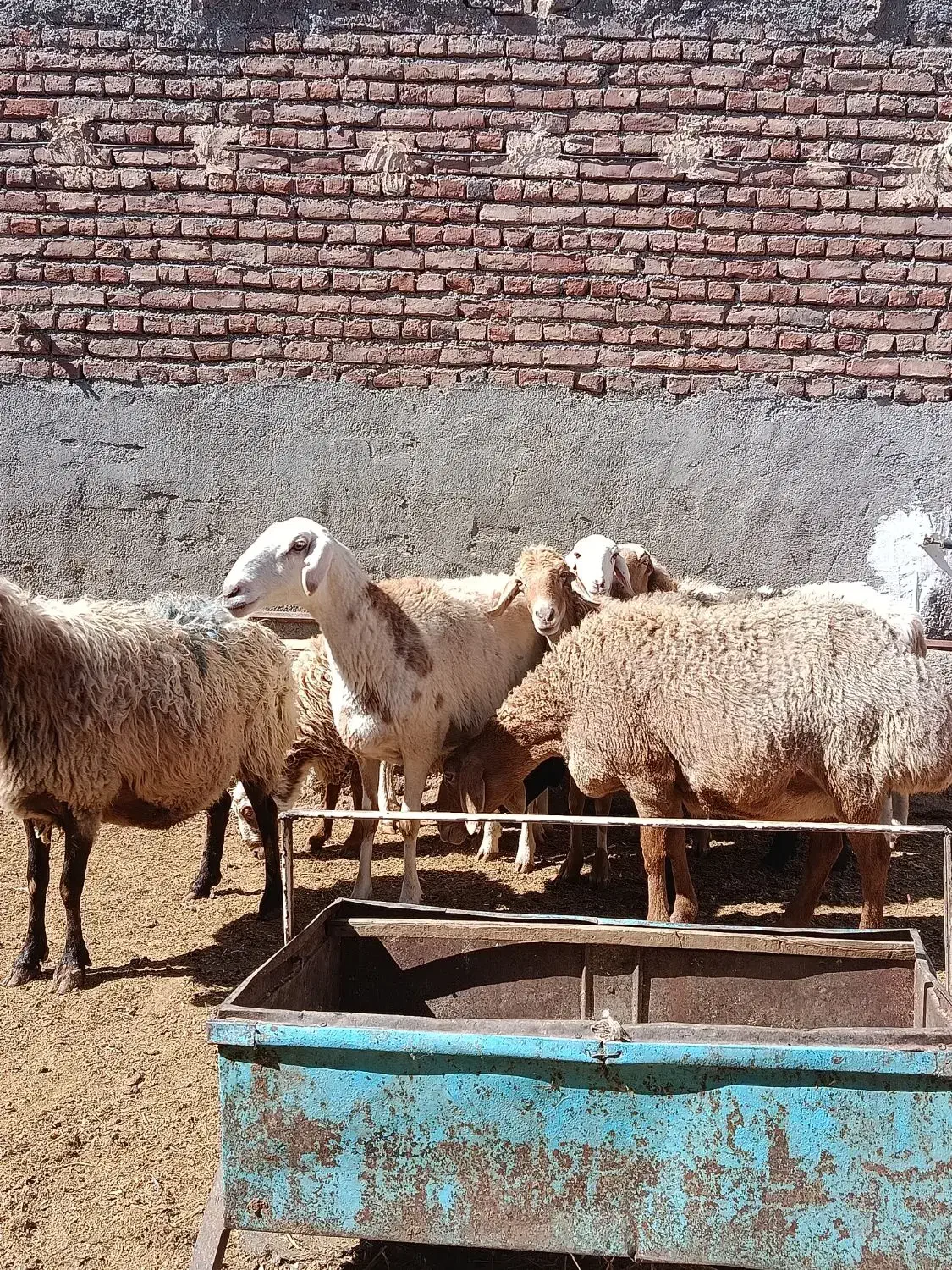 میش|حیوانات مزرعه|بیرجند, |دیوار