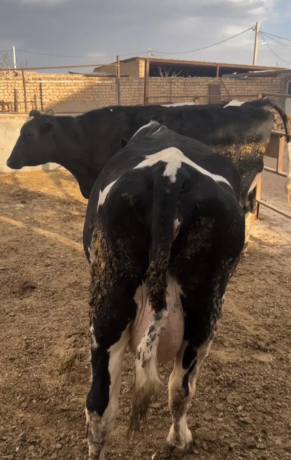 گاوشیری|حیوانات مزرعه|بوئین زهرا, |دیوار