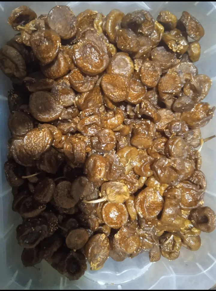 انجیر|خوردنی و آشامیدنی|نیشابور, فضل|دیوار