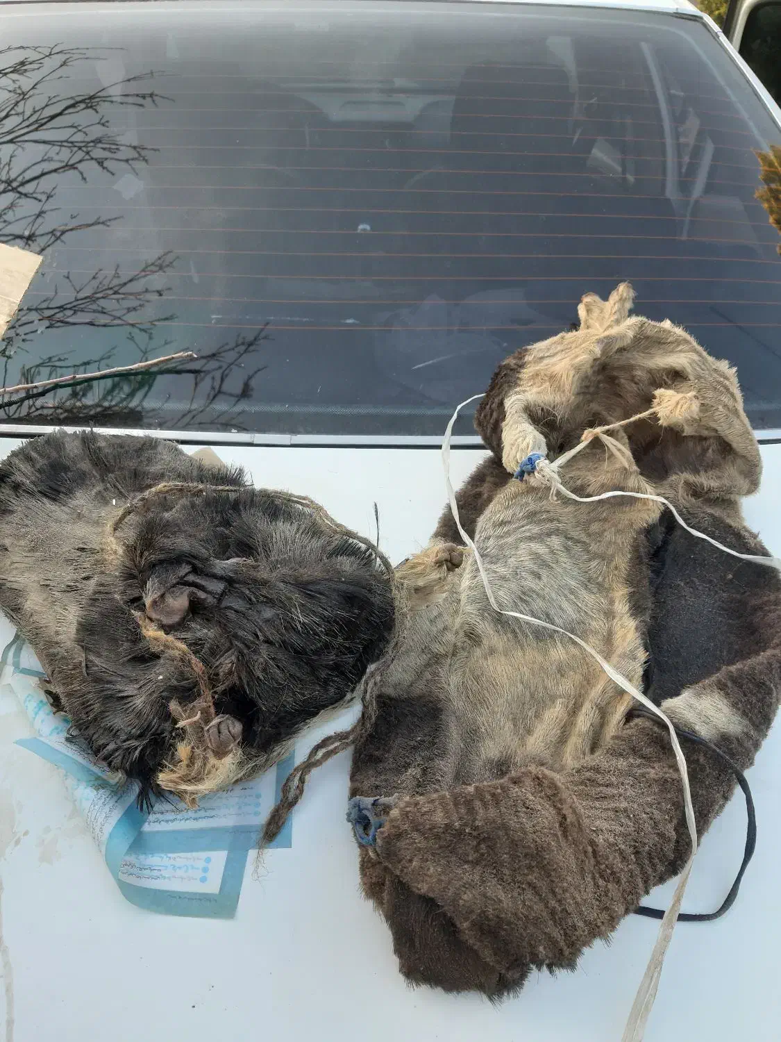 خیک|ظروف نگهدارنده، پلاستیکی، یک‌بارمصرف|محمدشهر, همایون ویلا|دیوار