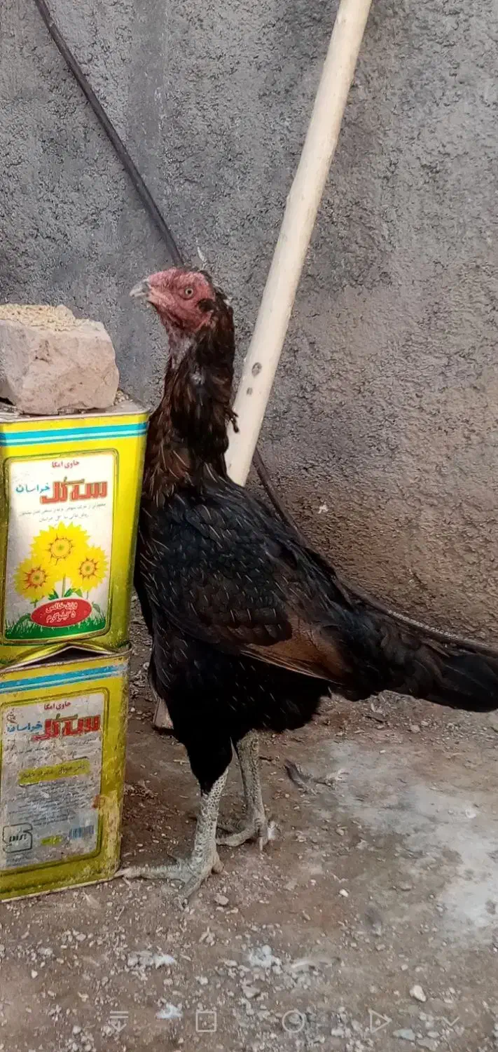مرغ لاری|حیوانات مزرعه|نیشابور, فضل|دیوار