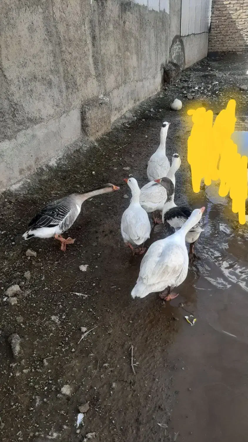 غاز‌‌‌‌‌|حیوانات مزرعه|قزوین, |دیوار