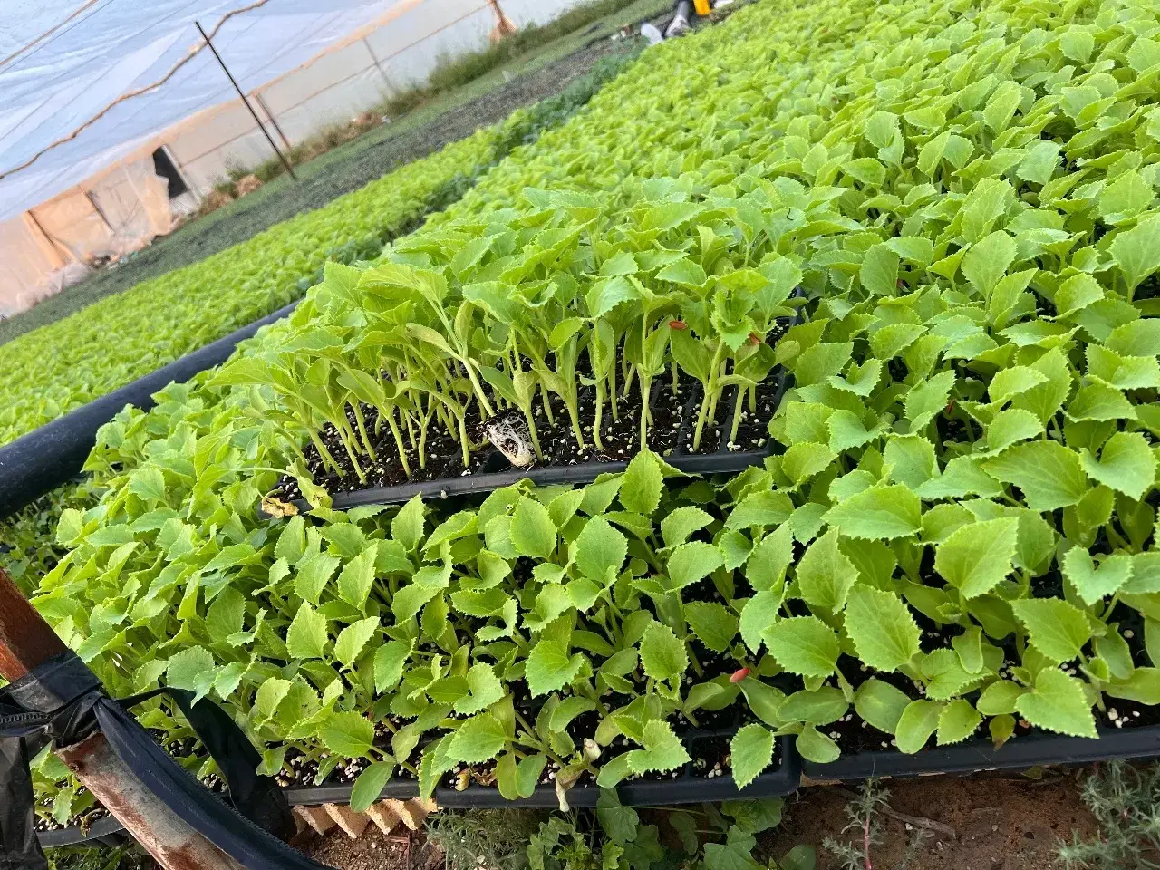 نشا۷|گل و گیاه طبیعی|شیراز, دباغ خانه|دیوار