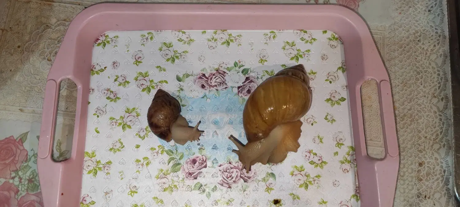 حلزون|خزنده|یزد, |دیوار