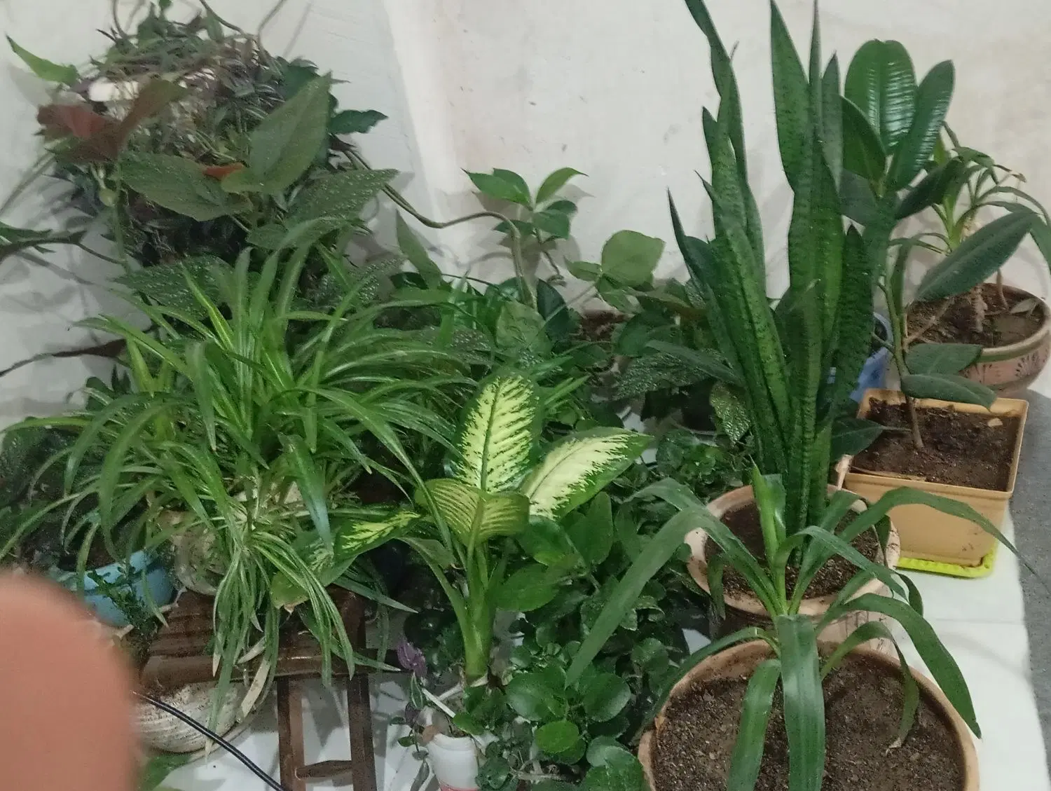 گل طبیعی|گل و گیاه طبیعی|سنندج, |دیوار