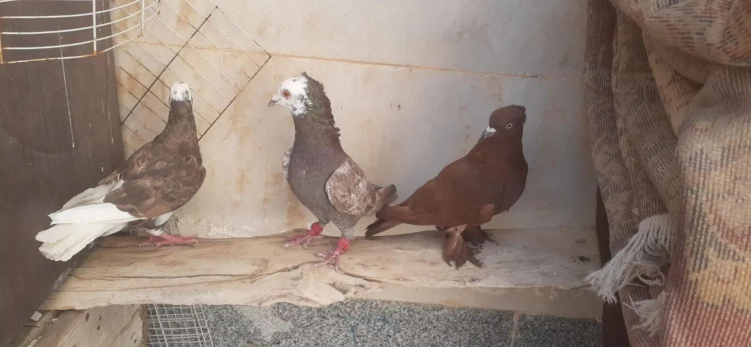 سرخ نر|پرنده|شیراز, گویم|دیوار