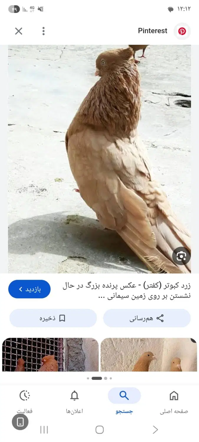 گمشده|حیوانات|رفسنجان, |دیوار