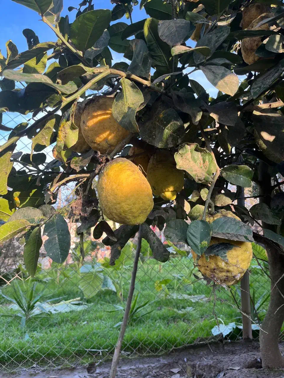 بالنگ|خوردنی و آشامیدنی|تولم شهر, |دیوار