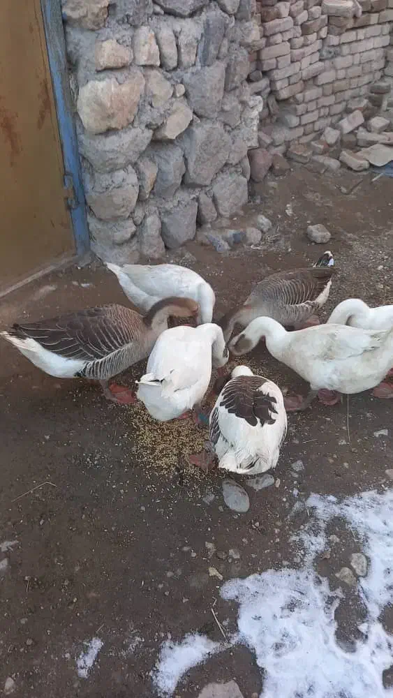 غاز محلی|حیوانات مزرعه|سرعین, |دیوار