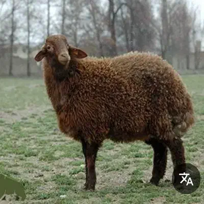 چوپان|استخدام سرایداری و نظافت|کوهدشت, |دیوار