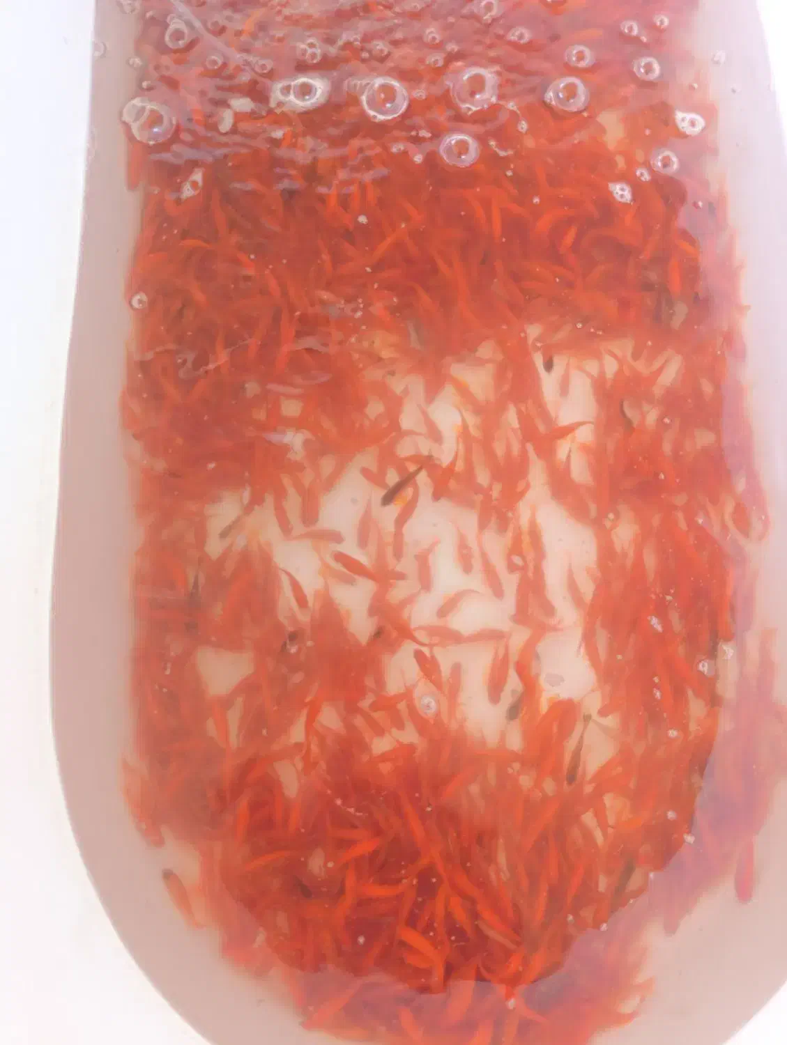 ماهی قرمز|ماهی|خمینی‌شهر, |دیوار