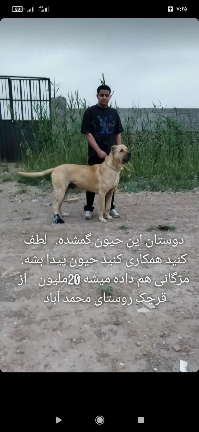 سگ سرابی|سگ|قرچک, محمد آباد|دیوار