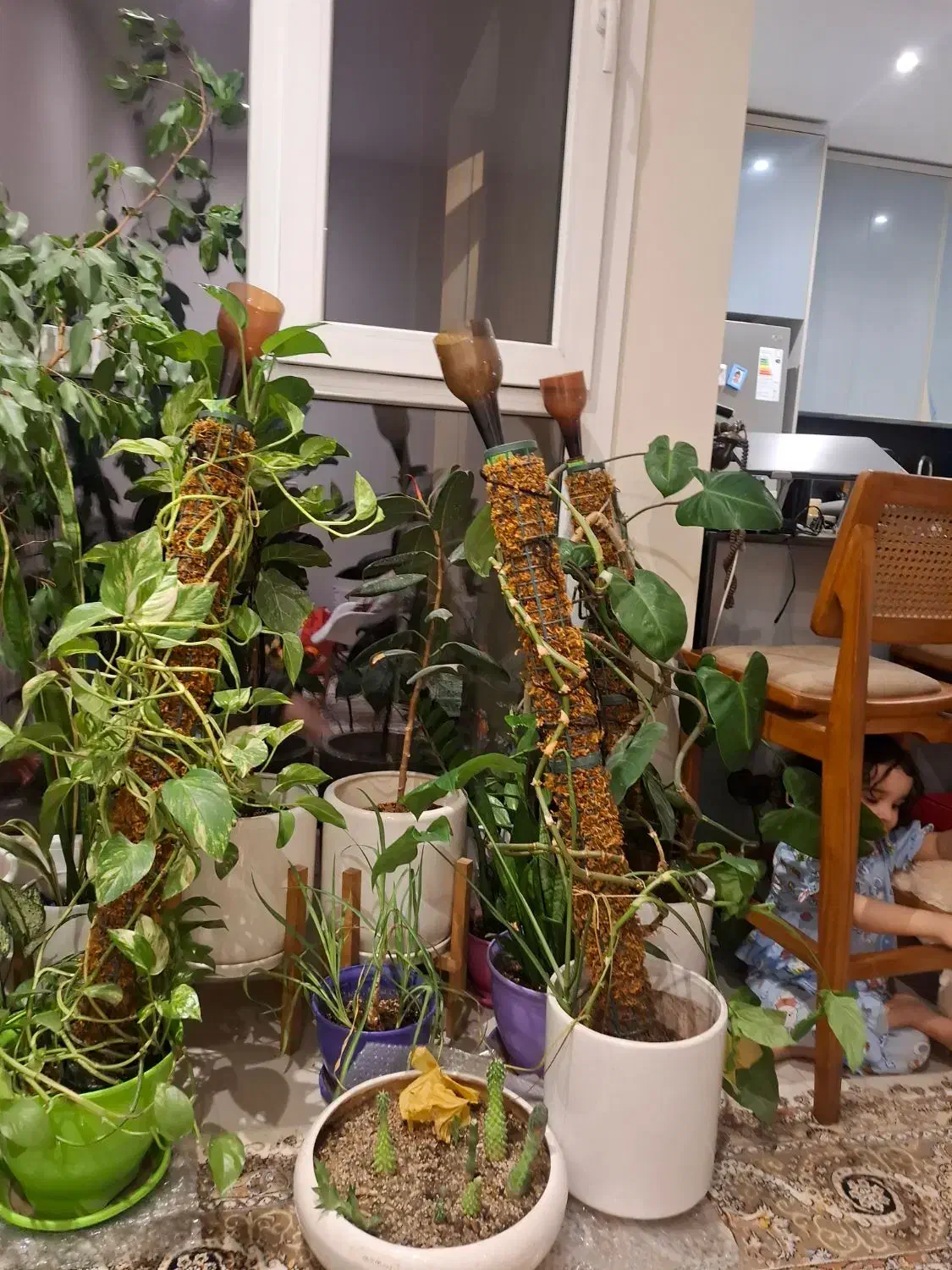 گل پتوس|گل و گیاه طبیعی|تهران, کرمان|دیوار