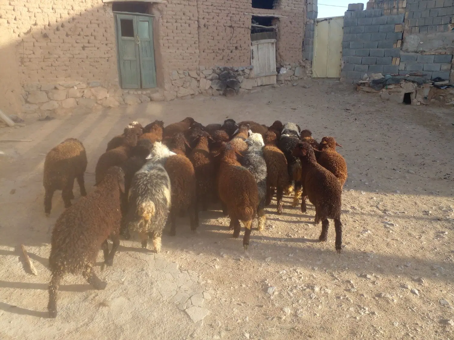 بره|حیوانات مزرعه|شیدا, |دیوار