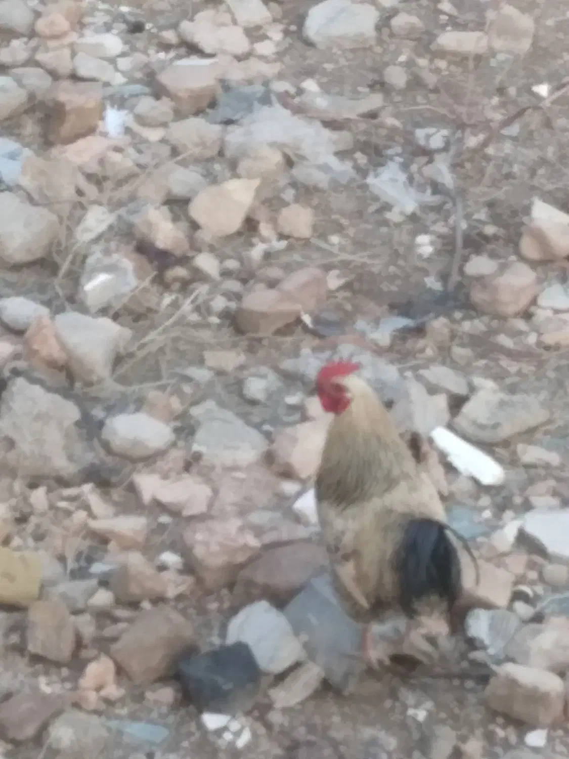 خروس محلی|حیوانات مزرعه|اسفراین, |دیوار