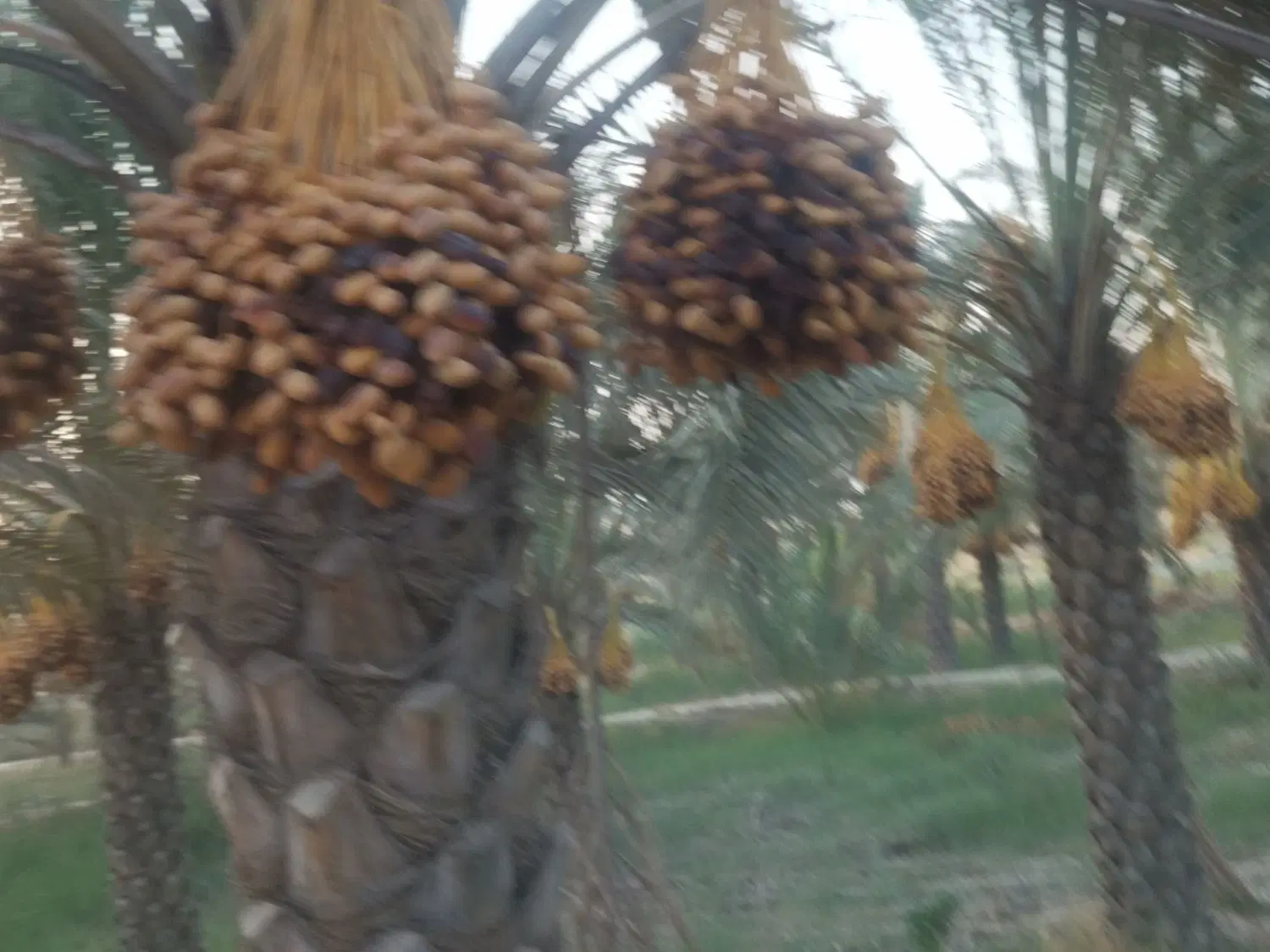 رطب|خوردنی و آشامیدنی|برازجان, |دیوار