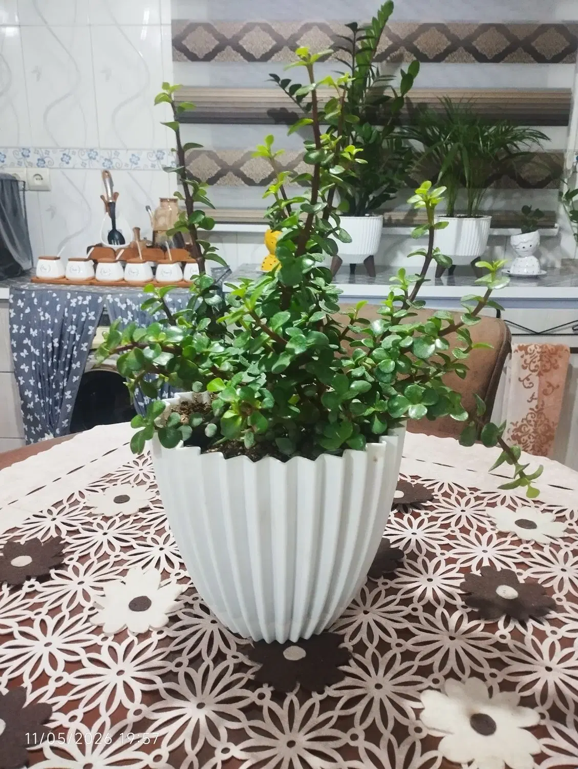 گل طبیعی|گل و گیاه طبیعی|الیگودرز, |دیوار