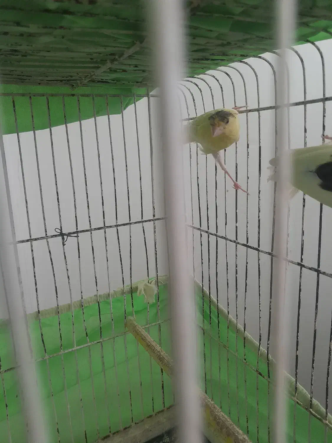 جفت قناری|پرنده|یزد, |دیوار