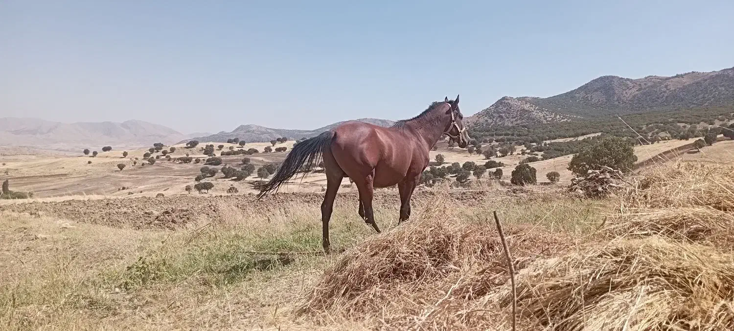 اسب|اسب و تجهیزات اسب‌سواری|نورآباد, |دیوار