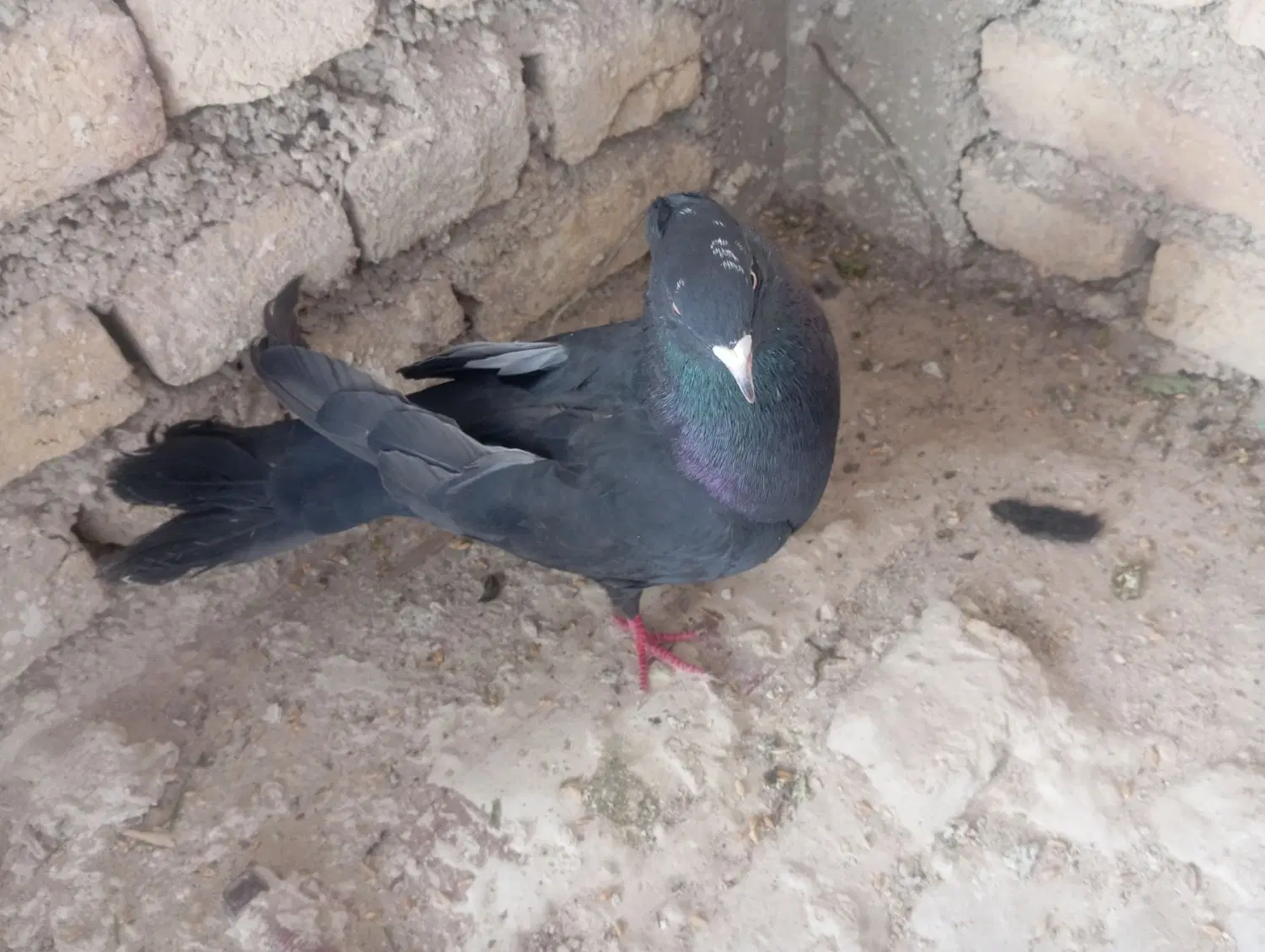 سیاه|پرنده|فارسان, |دیوار