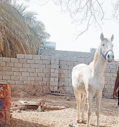 اسب|اسب و تجهیزات اسب‌سواری|بم, |دیوار