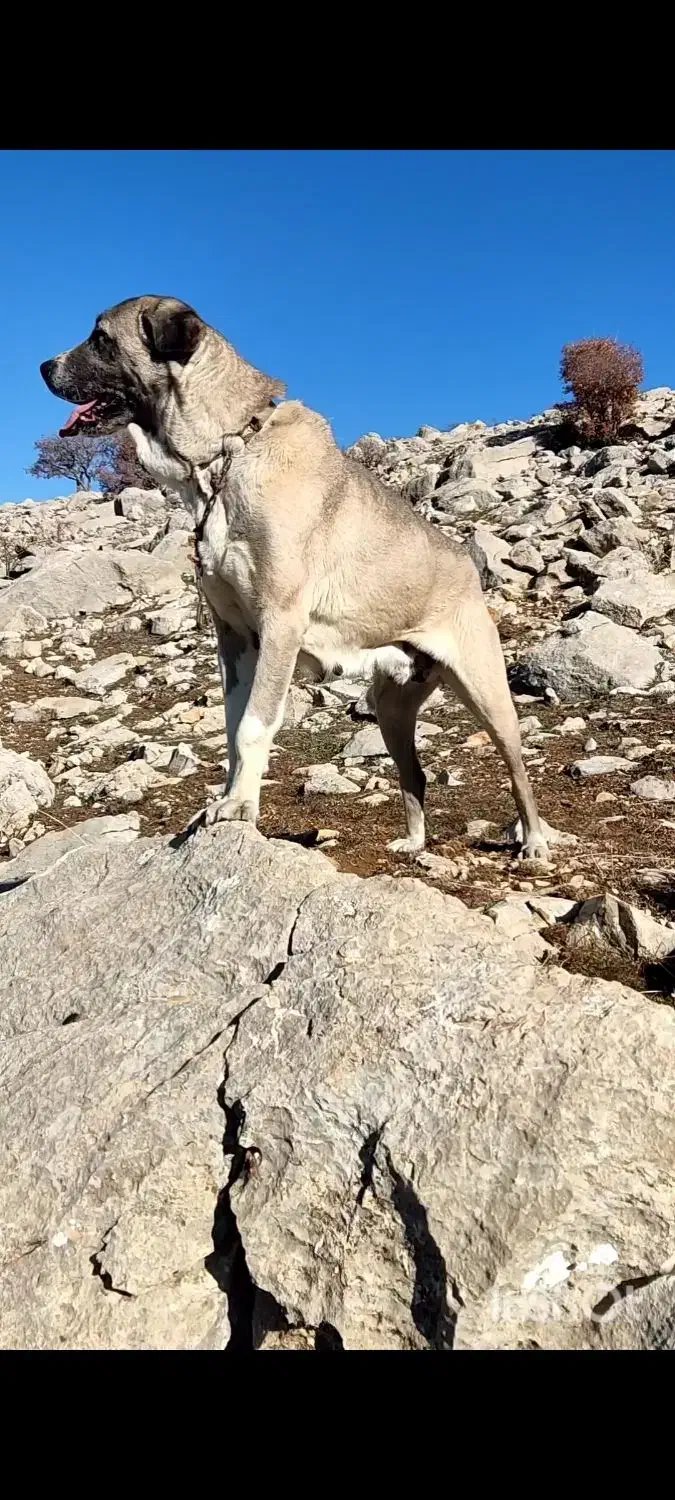 ماده پژدر|سگ|سنندج, |دیوار