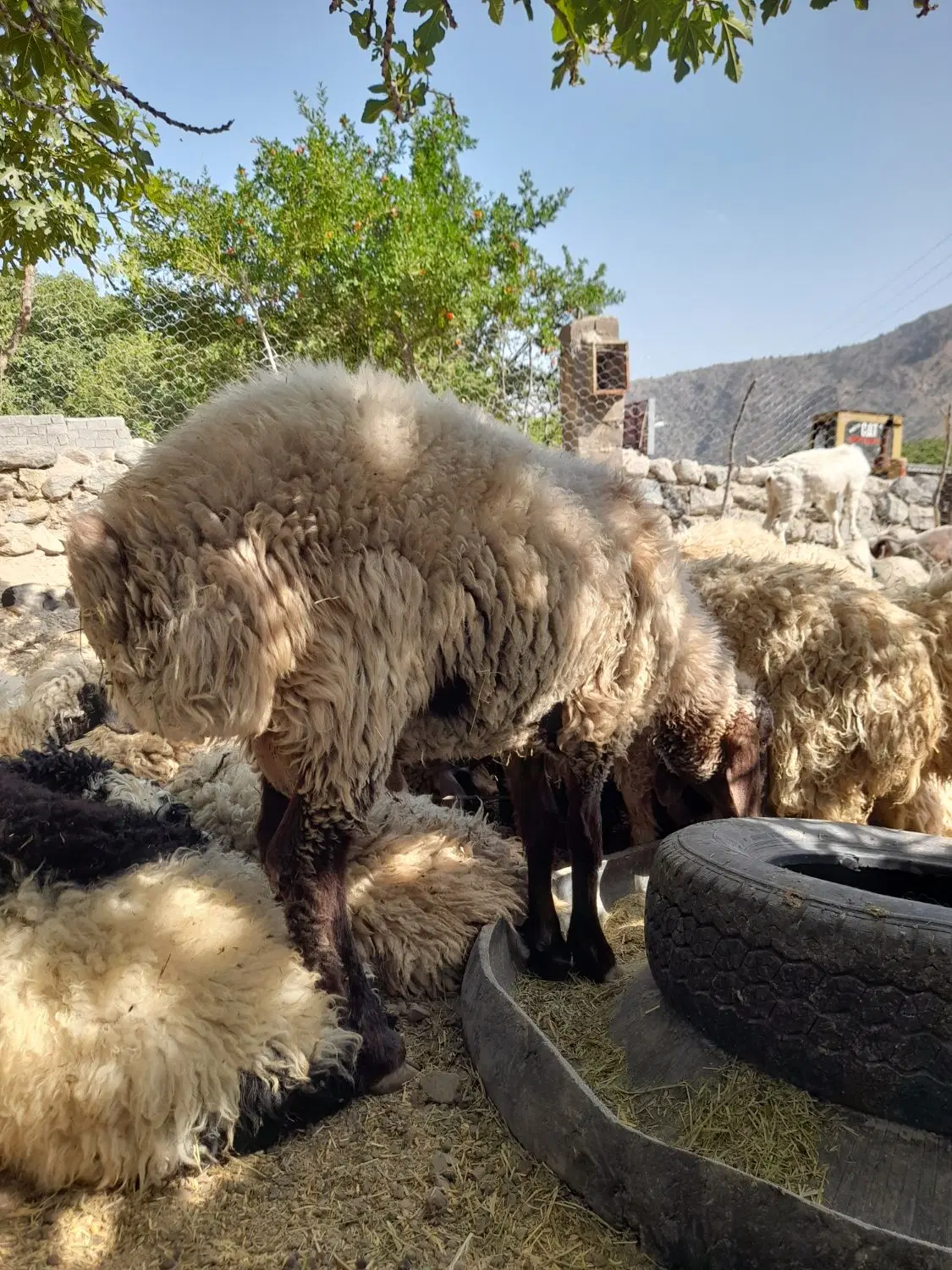 ۱۳۲۰۰۰۰|حیوانات مزرعه|درب بهشت, |دیوار