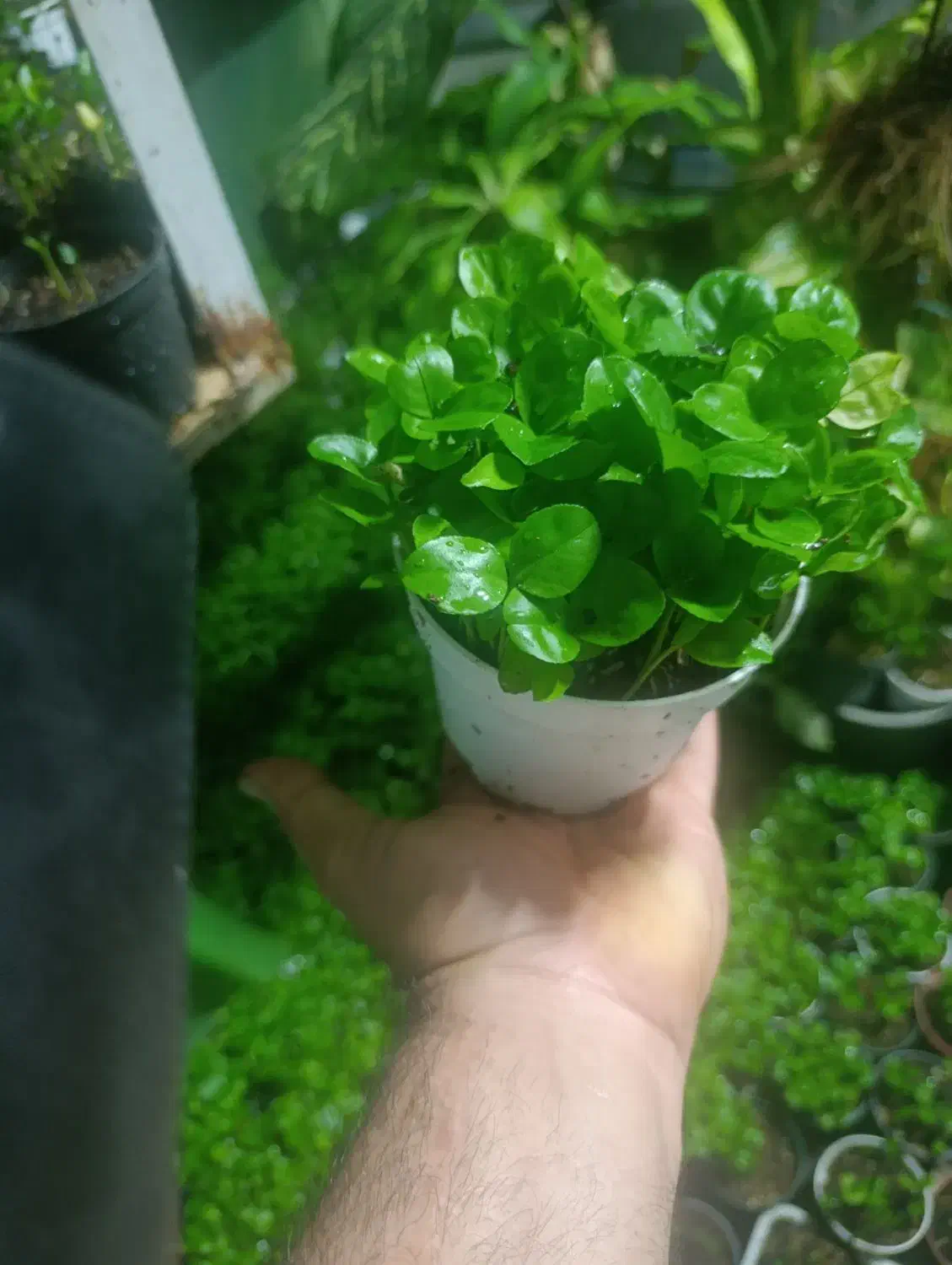 فروش عمده سبزه نارنج|گل و گیاه طبیعی|ساری, |دیوار