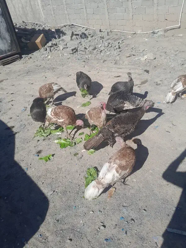 بوقلمون|حیوانات مزرعه|رباطکریم, رباطکریم|دیوار